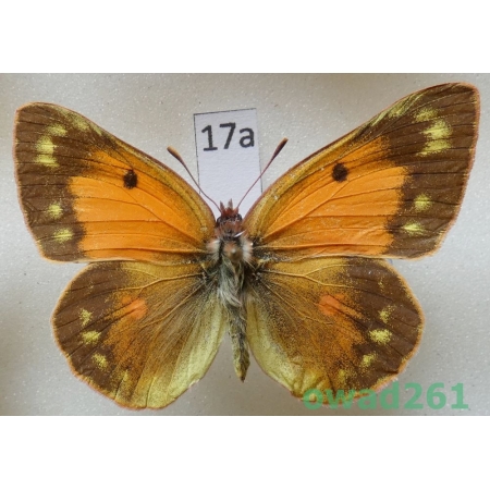 Colias thisoa Menetries, 1832 female Uzbekistan17a